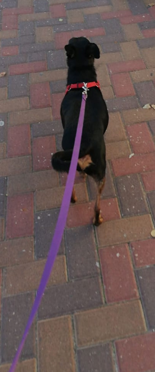 Mor's dog on a walk